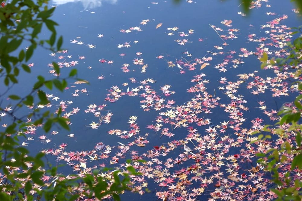 水面もみじ
