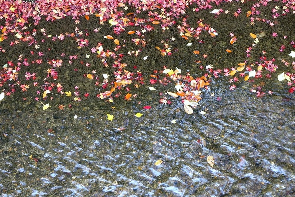 水面もみじ
