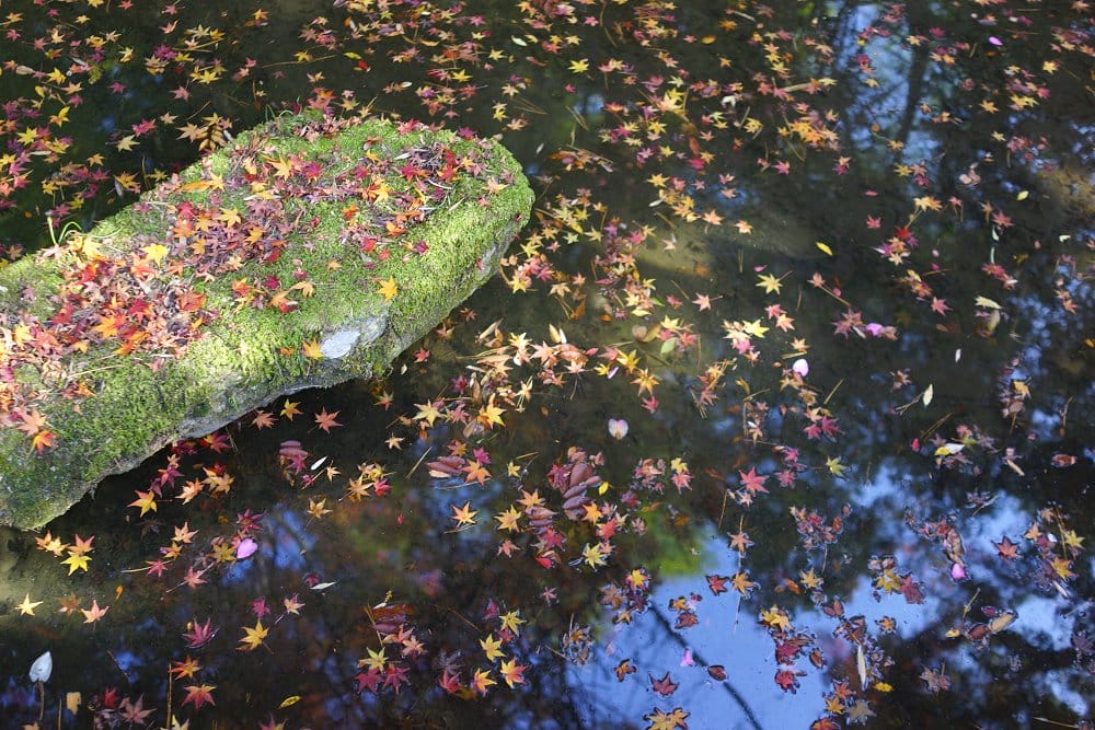 水面もみじ