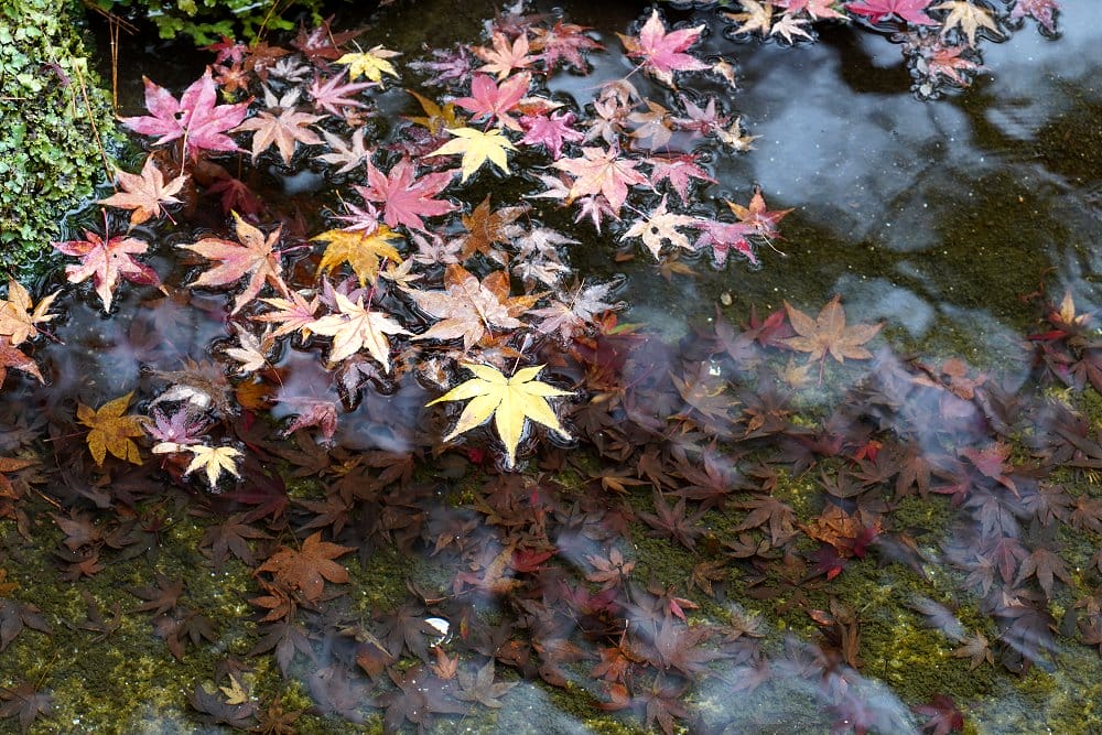 水面もみじ