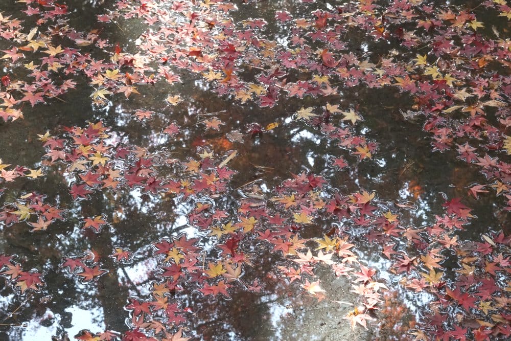 水面もみじ