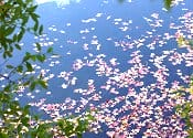 水もみじ