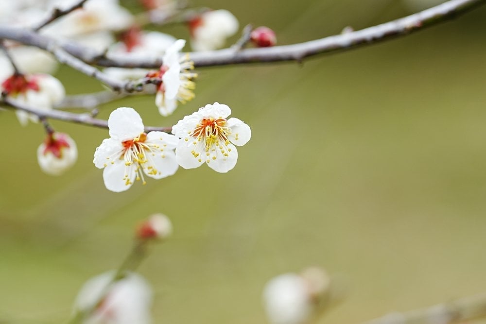綾部市梅林公園