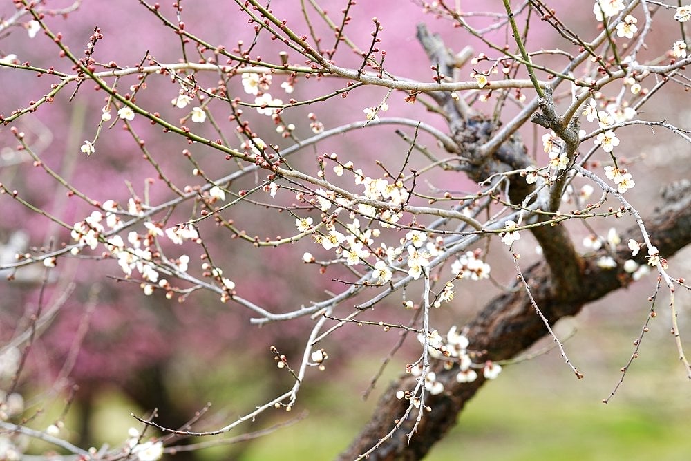 綾部市梅林公園