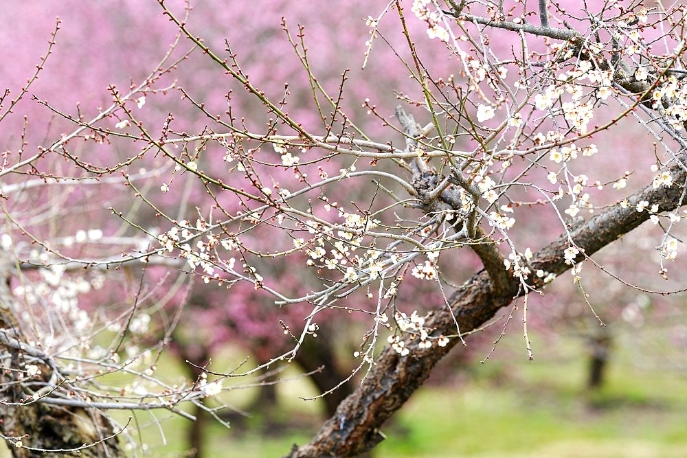 綾部市梅林公園