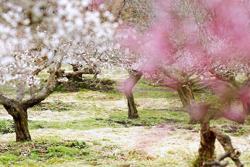 綾部市梅林公園