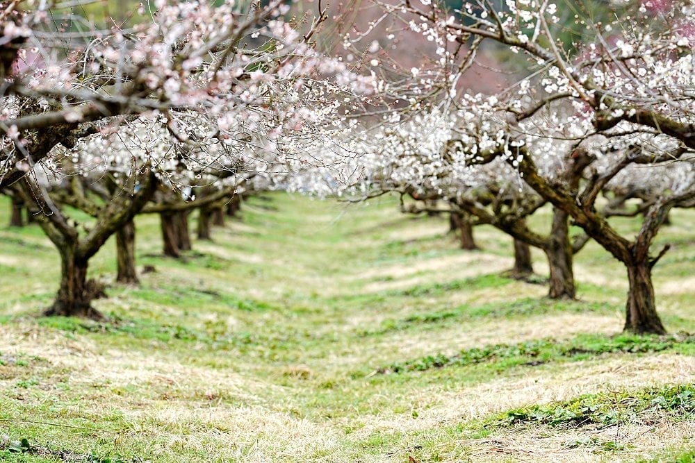 綾部市梅林公園