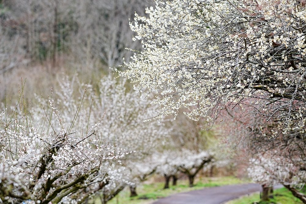 綾部市梅林公園