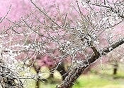 綾部市梅林公園