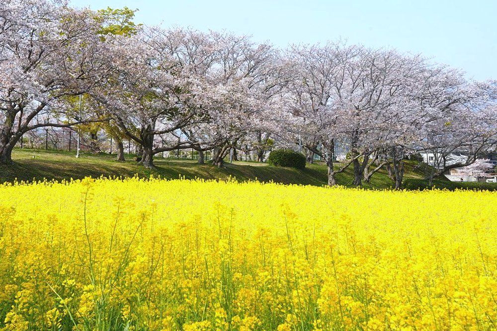 藤原京跡