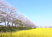 藤原京跡