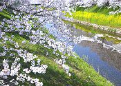 川路桜
