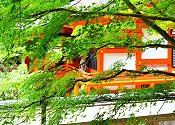 出雲大神宮