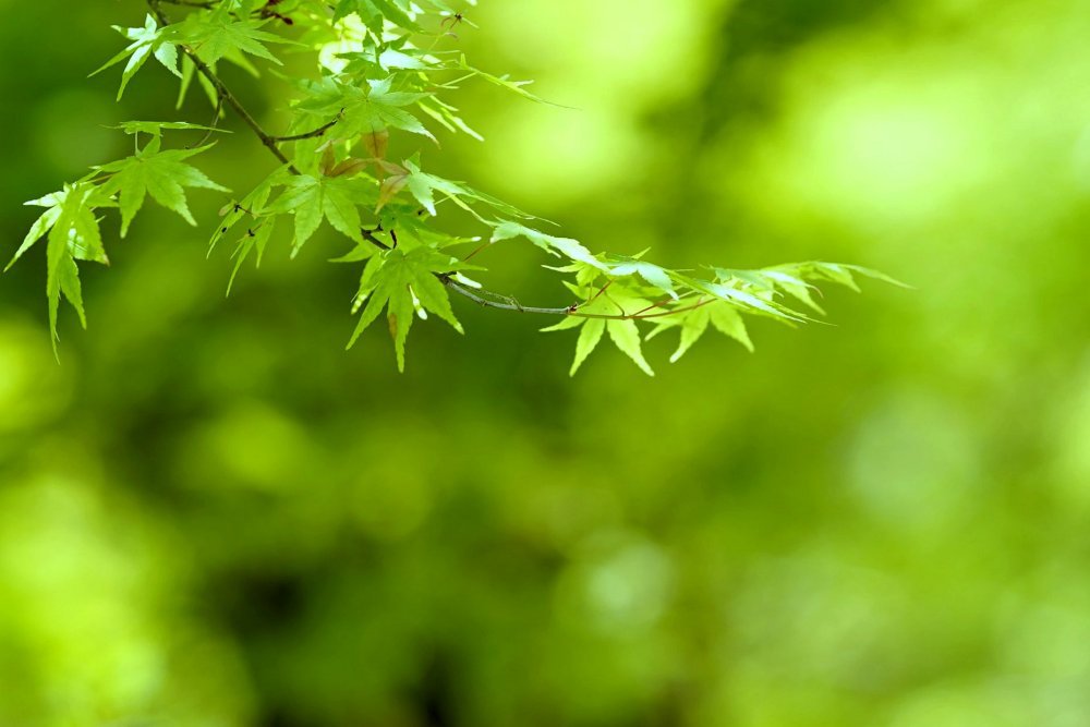 鍬山神社