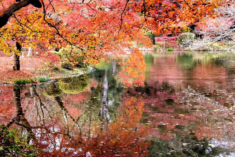 京都府立植物園