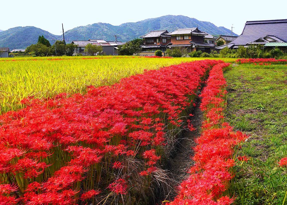 彼岸花